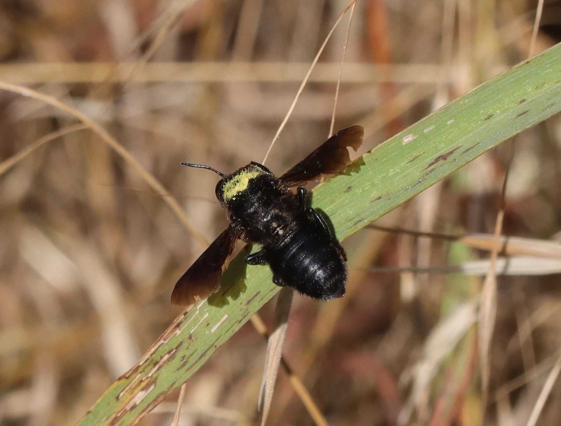 Xylocopa violacea cfr: no, Megachilidae -  Megachile (Chalicodoma) sp.